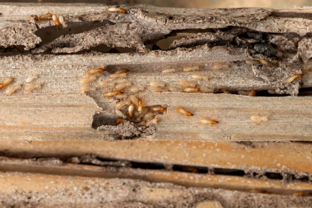 Best Cockroach Control Services  in Glenville, WV
